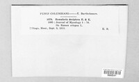 Ramularia decipiens image